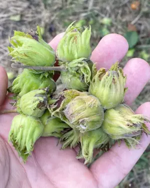 Frisch geerntete Bio Haselnüsse aus Mazedonien, mit grünen Blättern