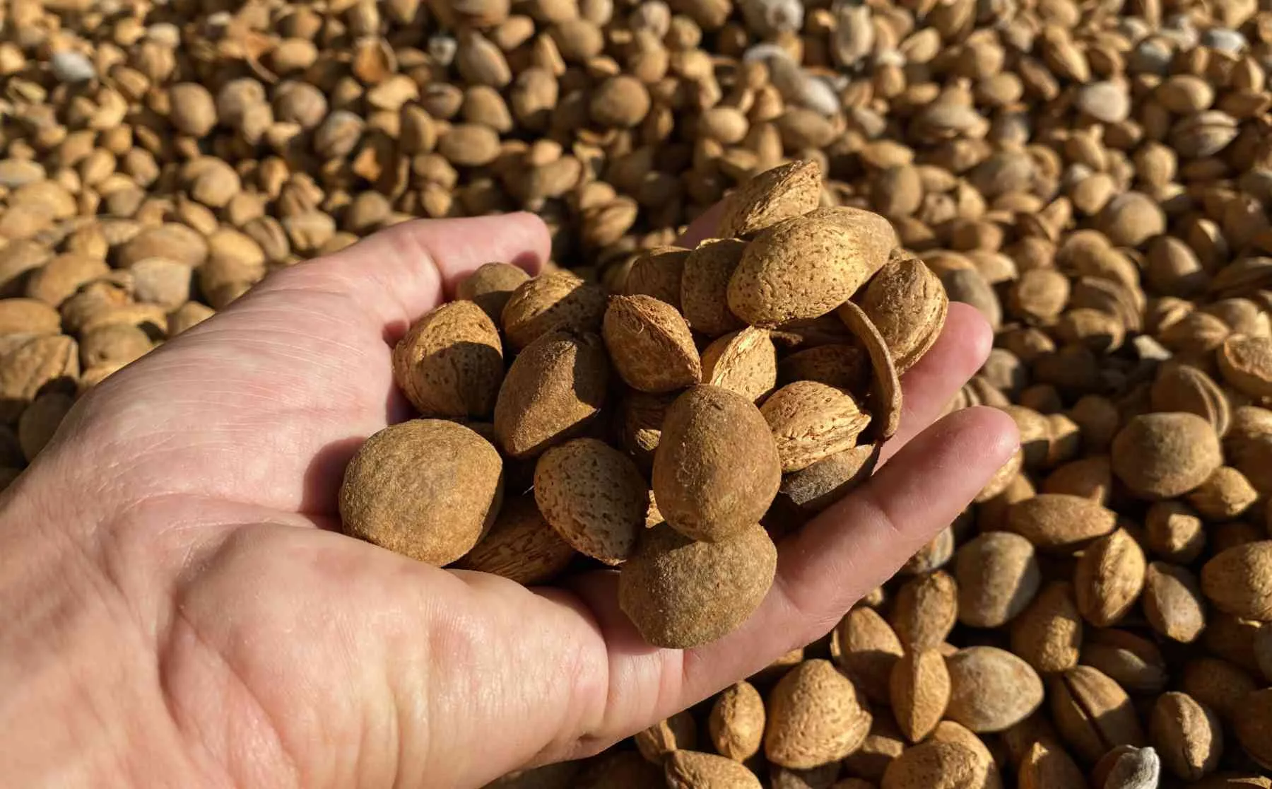 Bio Mandeln bei der Trocknung am Dojransee in Mazedonien