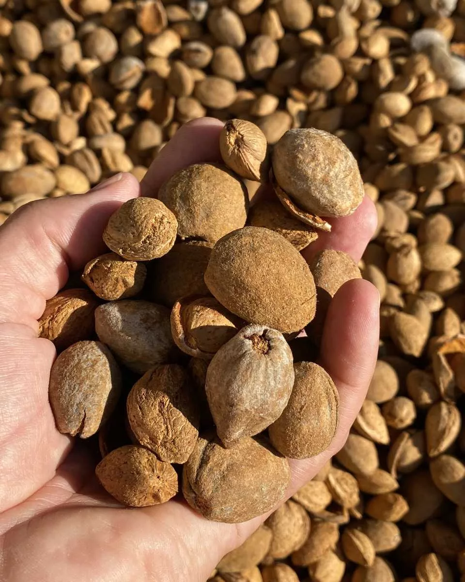 Frisch geerntete Bio Mandeln von BioBalkan in ungeöffnetem Zustand