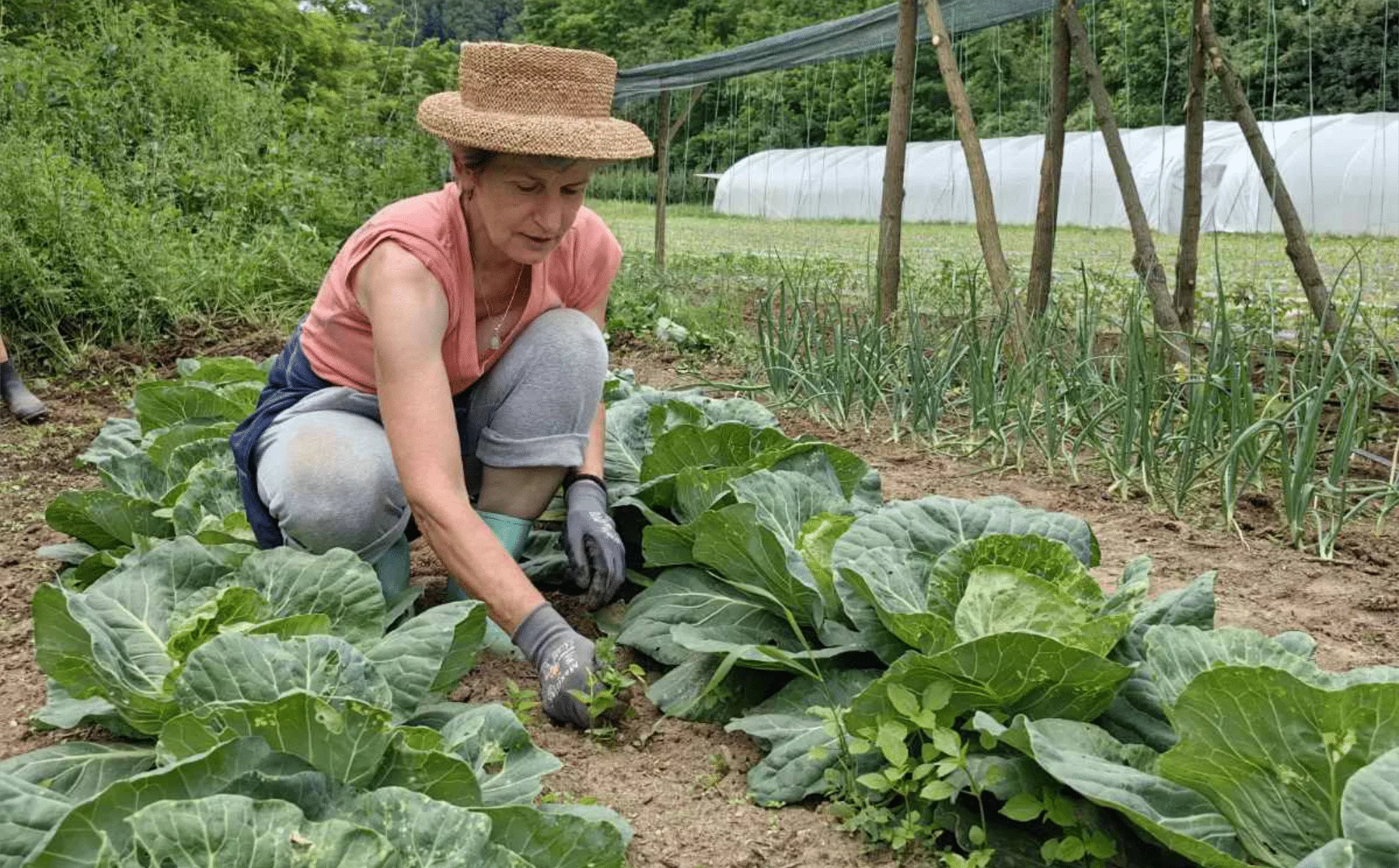 Eine Arbeiterin jätet Unkraut zwischen großen Weißkohl-Köpfen, aus denen Bio Kupus gemacht wird