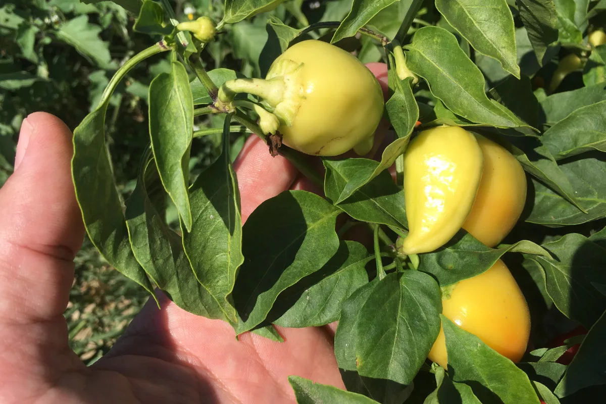 Hand mit gelben Chilis