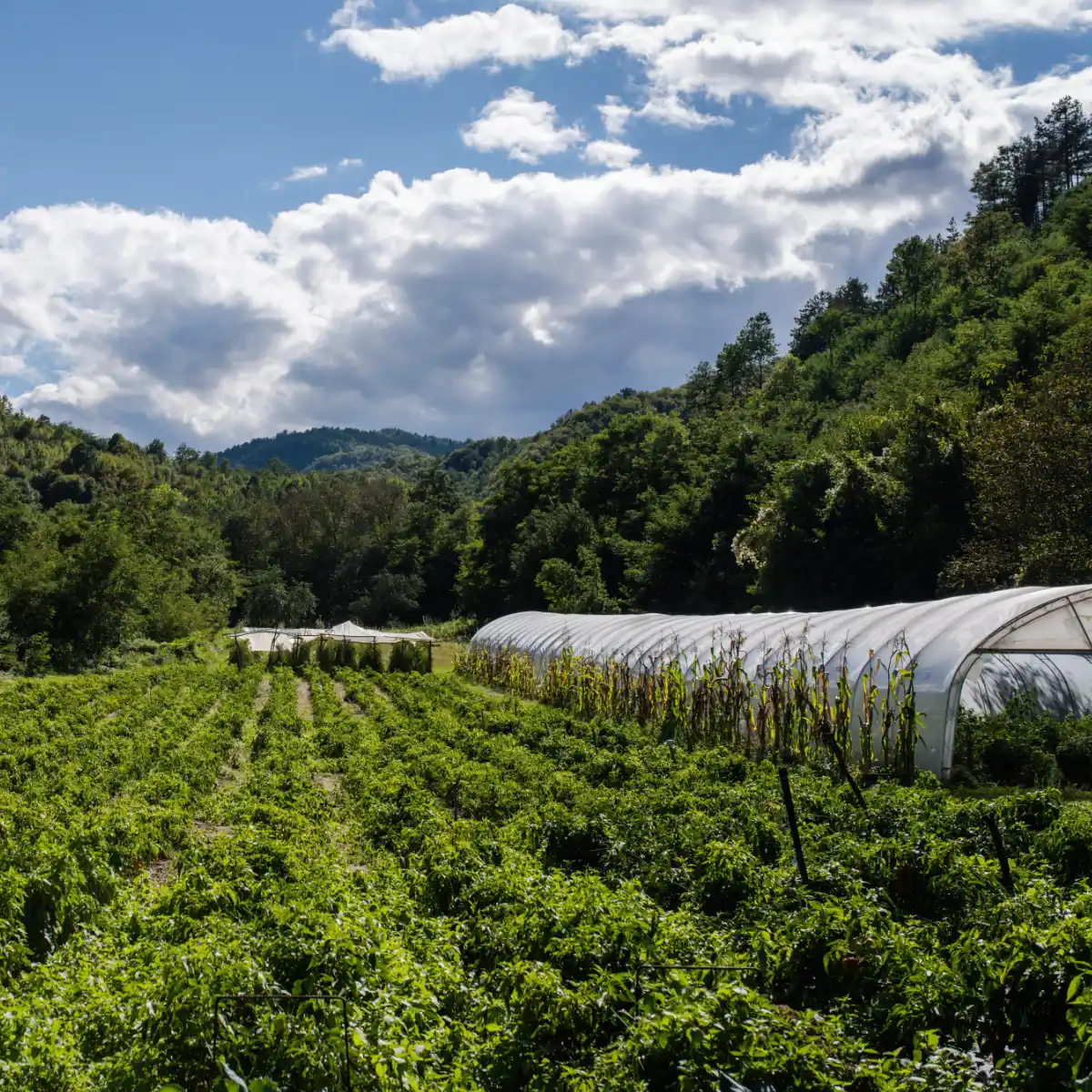 Ein Bio-Gemüsegarten in Südserbien