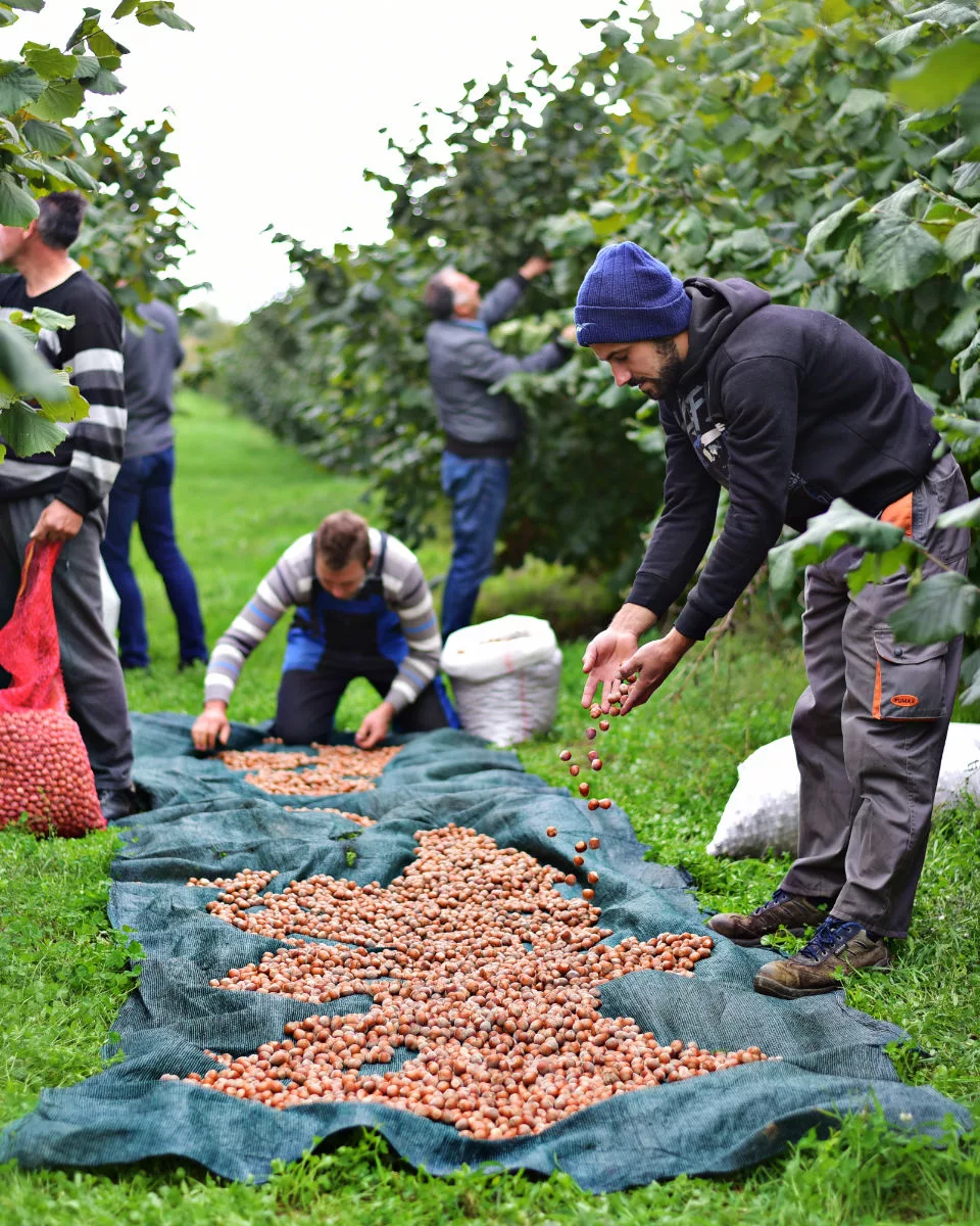 Ernte von Bio-Haselnüssen in Mazedonien