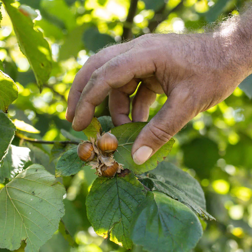 Eine Hand pflückt Bio Haselnüsse