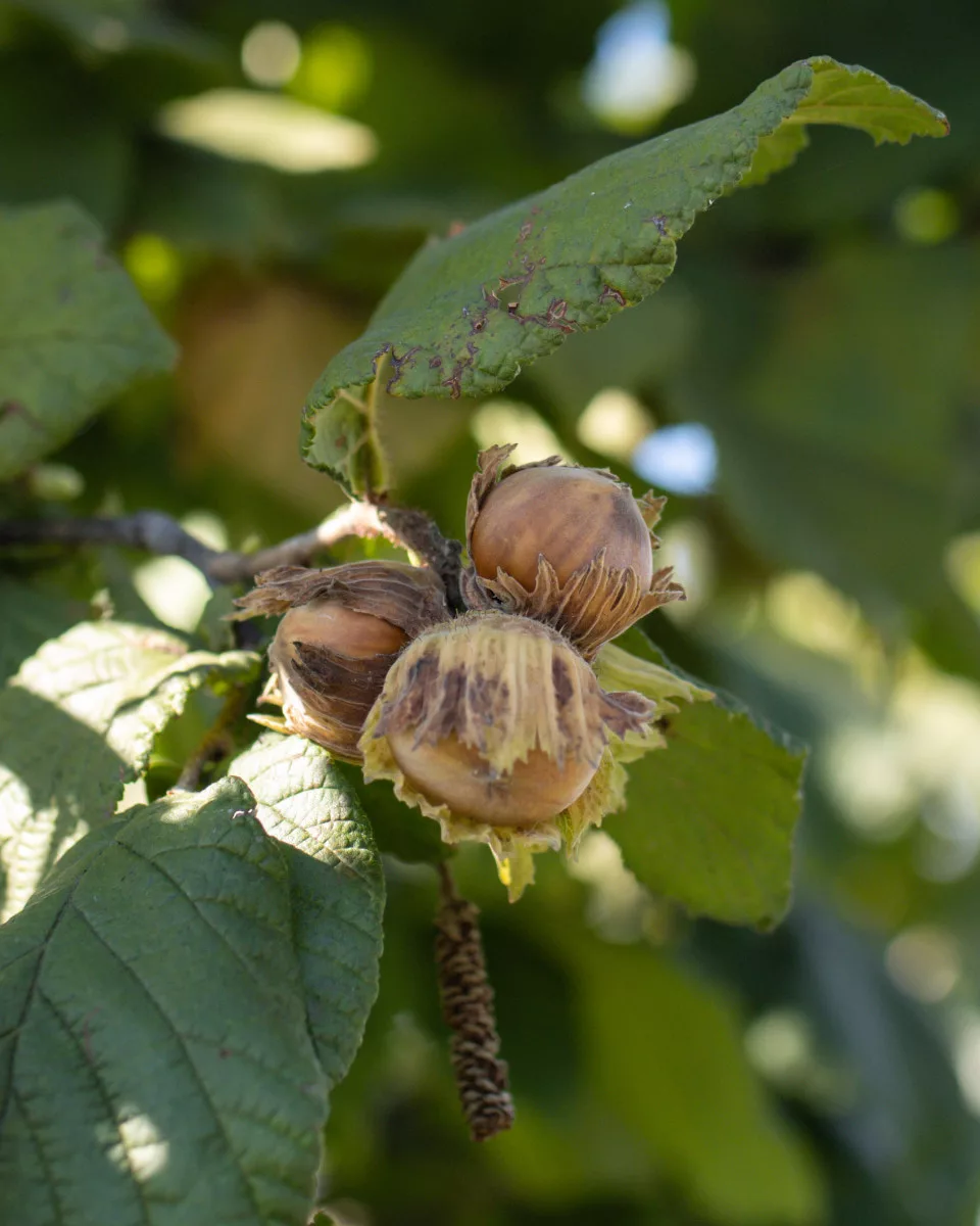 Bio Haselnüsse aus Mazedonien am Strauch