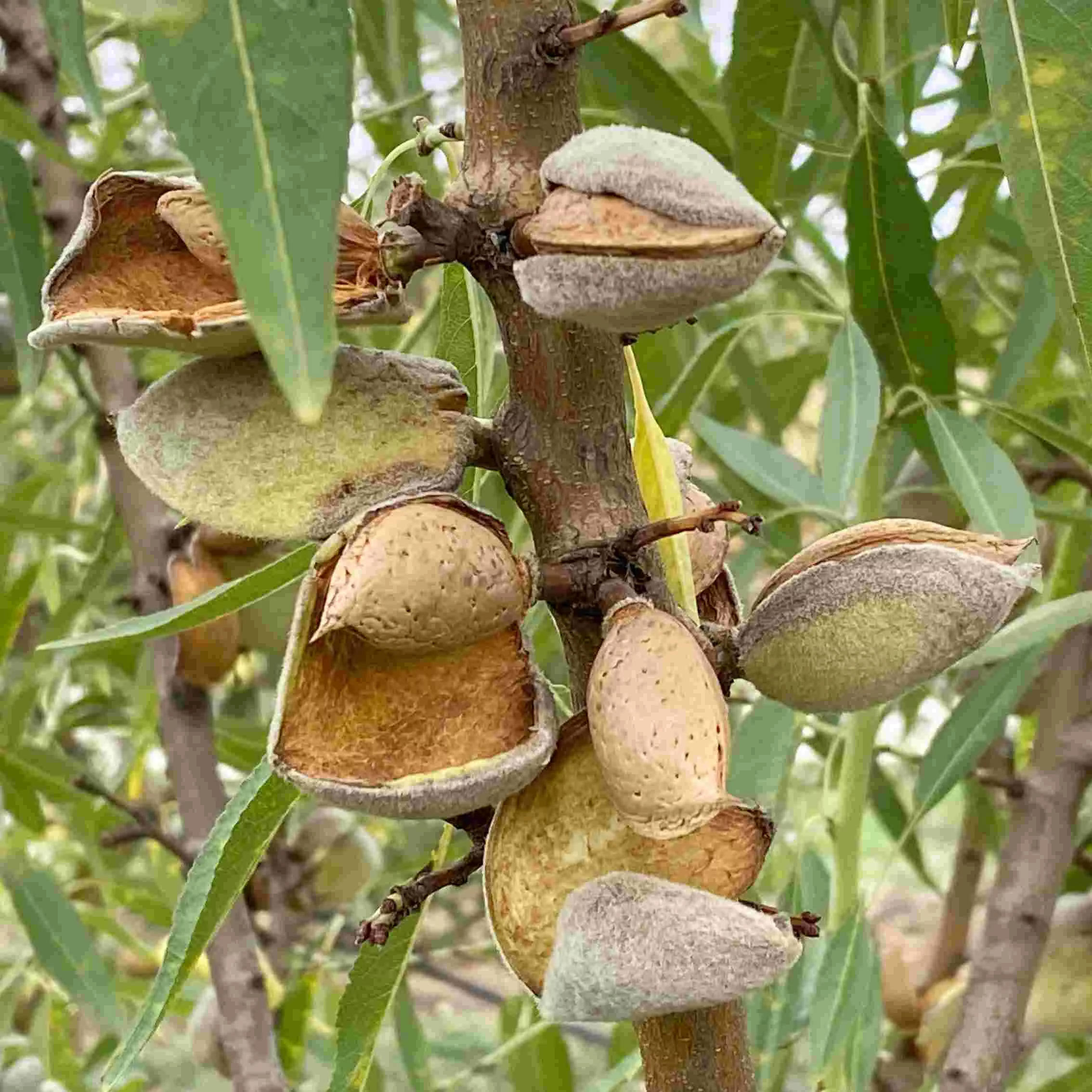 Bio Mandeln der Sorte Ferragnes vom Dojransee in Mazedonien