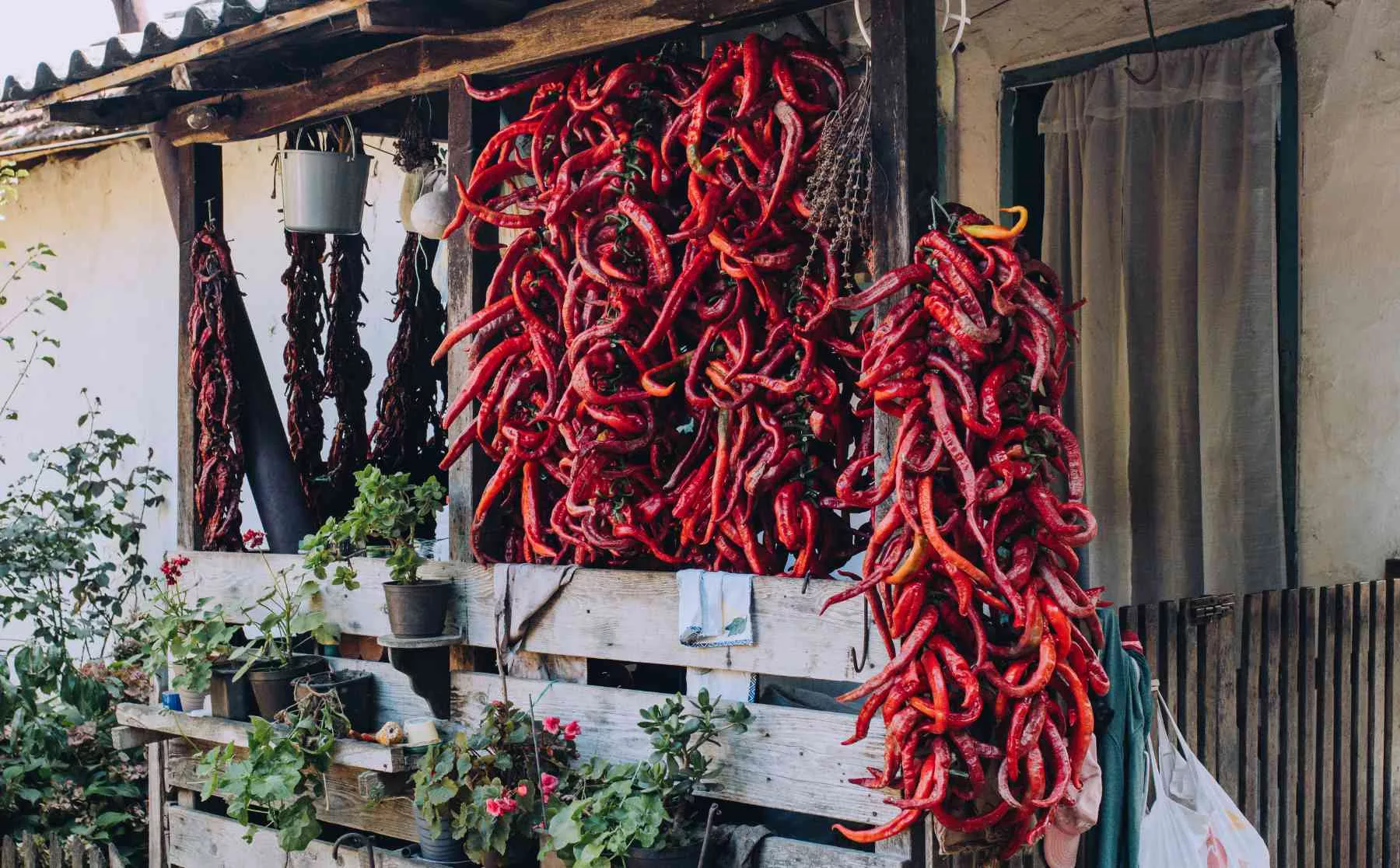 Bio Paprika, zum Trocknen aufgehängt