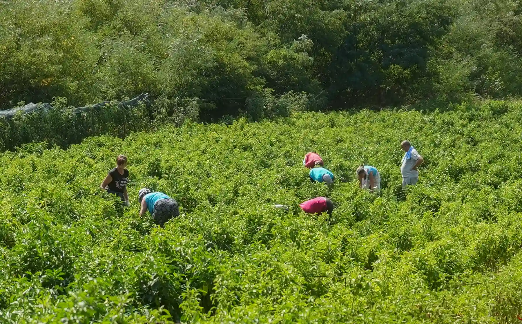 Ernte von Bio-Paprika bei Popovci