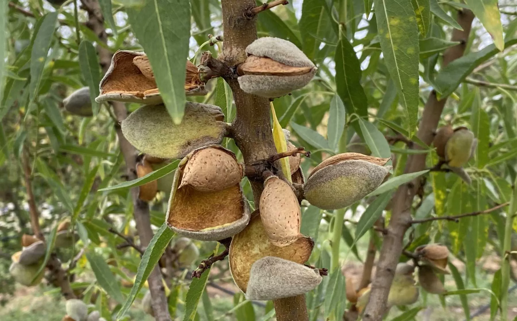 Erntereife Bio-Mandeln in Mazedonien