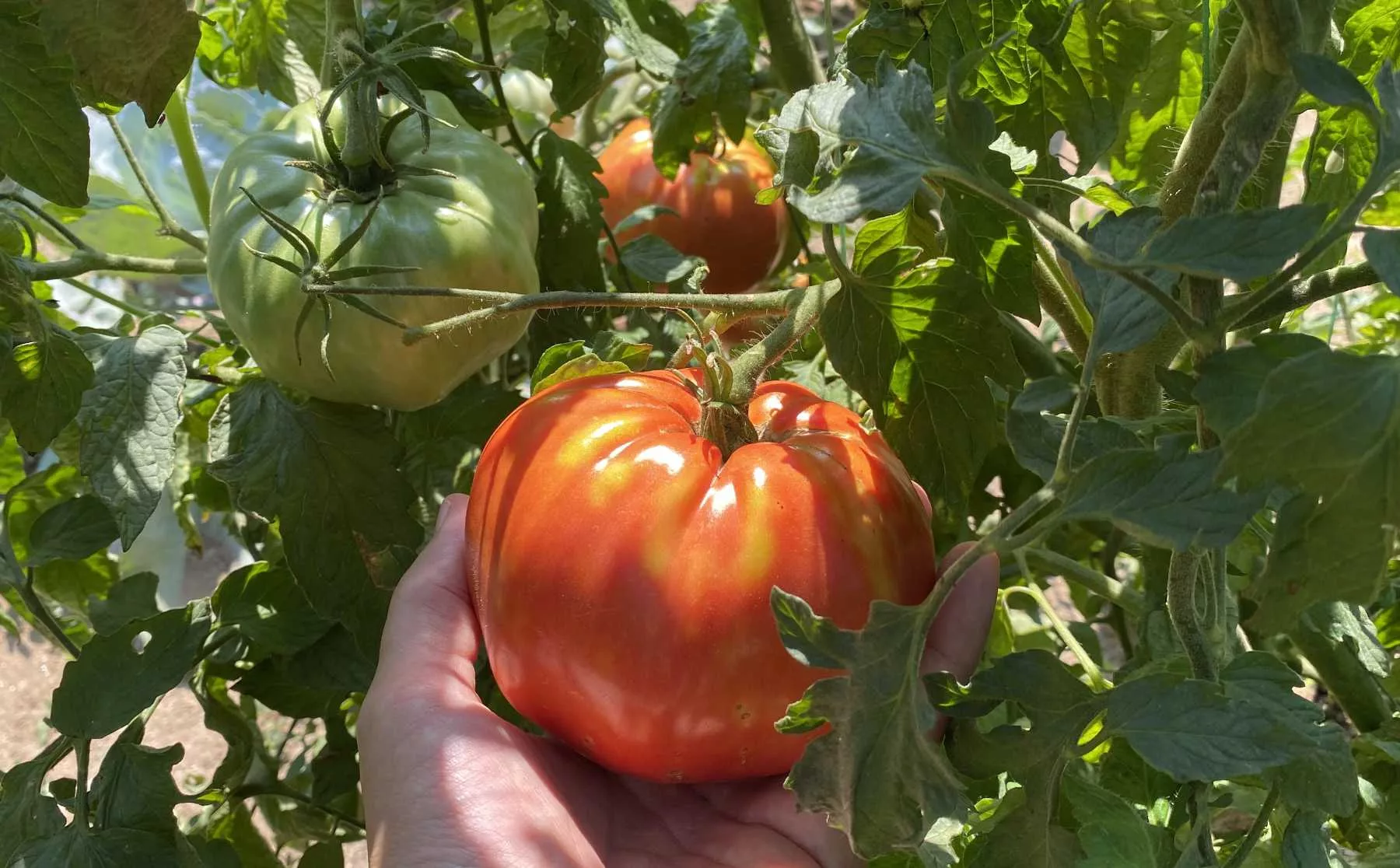 Eine reife Bio-Ochsenherztomate