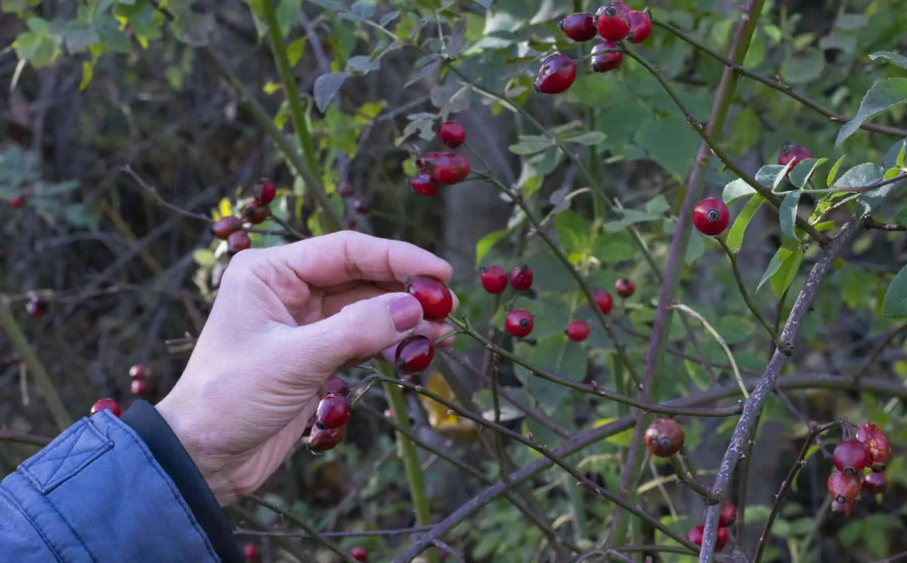 Eine Hand, die wilde Bio Hagebutten für Sipurak erntet