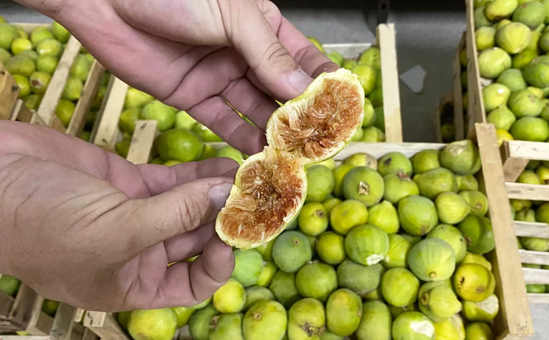 Grüne Bio Feigen von EkoLife